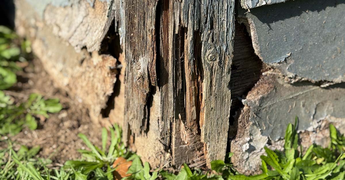 Close-up of rotten wood siding showing signs of dry rot damage on home exterior